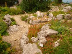2013-08-18_Regina-F-Rau_Schachen_Alpengarten (772).JPG